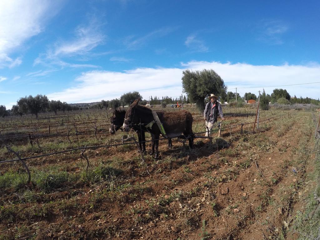 Ryad De Vignes " Le Val D'Argan " Ounara Exterior photo