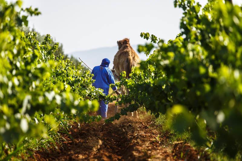 Ryad De Vignes " Le Val D'Argan " Ounara Exterior photo