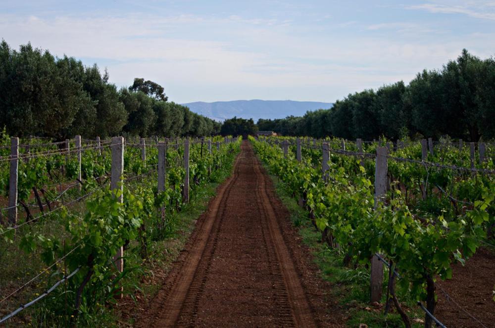 Ryad De Vignes " Le Val D'Argan " Ounara Exterior photo